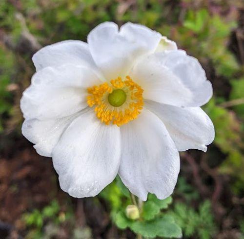Anemone 'Andrea Atkinson'