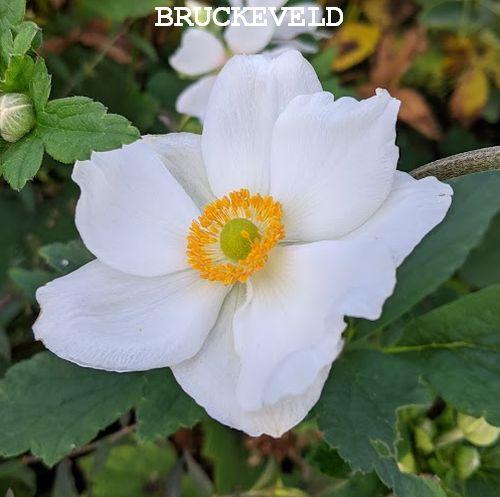 Anemone 'Honorine Jobert'