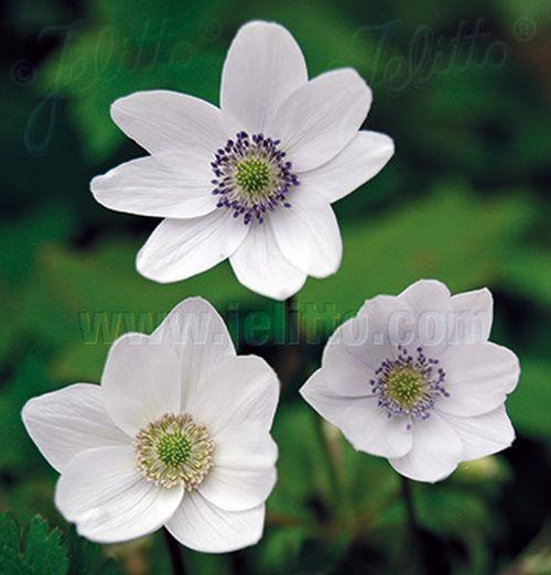 Anemone leveillei