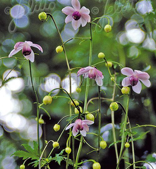 Anemonopsis macrophylla
