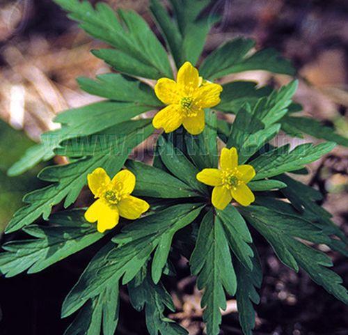 Anemone ranunculoides