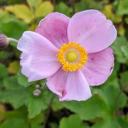 Anemone 'Richard Ahrens'