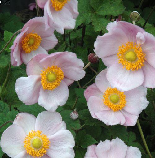 Anemone 'Richard Ahrens'