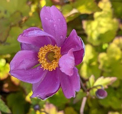 Anemone 'Serenade'
