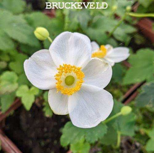 Anemone 'Summer Breeze Snow'