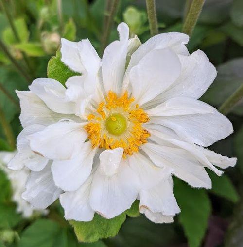 Anemone 'Whirlwind'