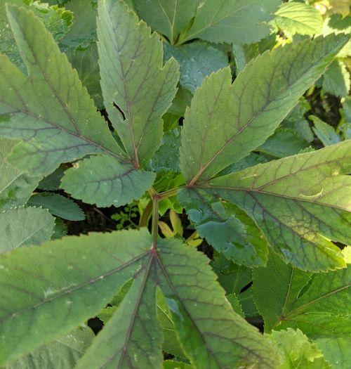 Angelica gigas