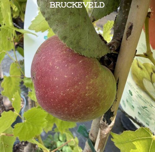 APPEL  zuilvormig  'BALLERINA ® Gold Sensation