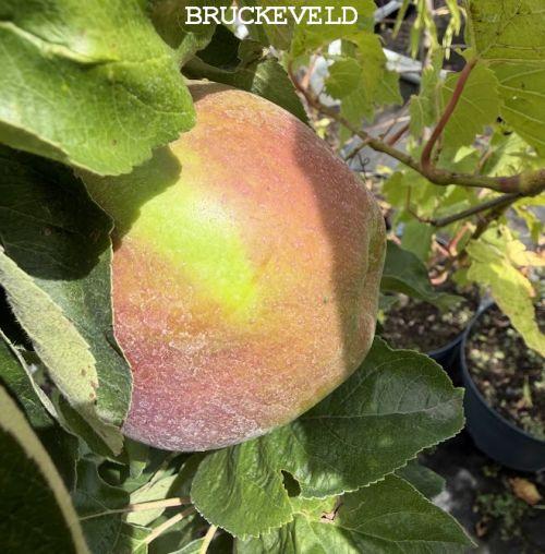 APPEL  zuilvormig  'BALLERINA ® Red Sensation
