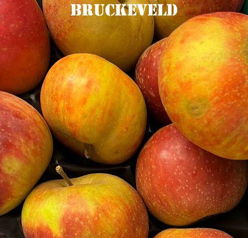 APPEL Belle de Boskoop