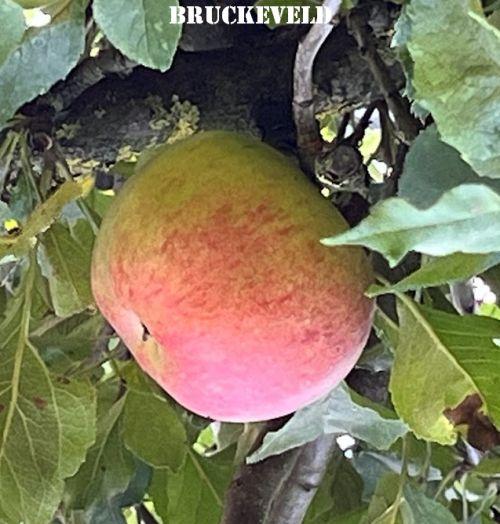 APPEL Elstar