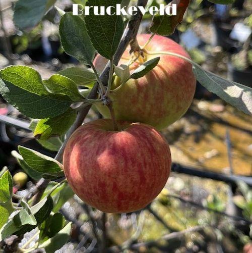 APPEL Melrose