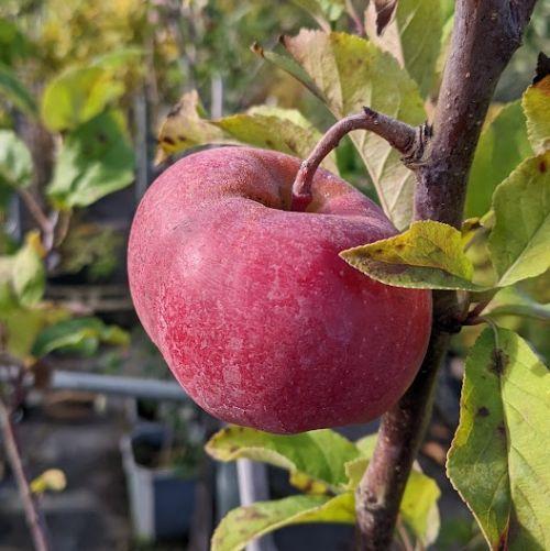 APPEL Reinette Etoilée