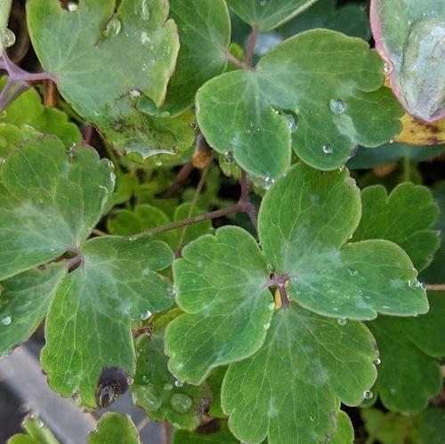Aquilegia vulgaris