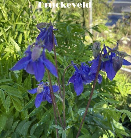 Aquilegia vulgaris