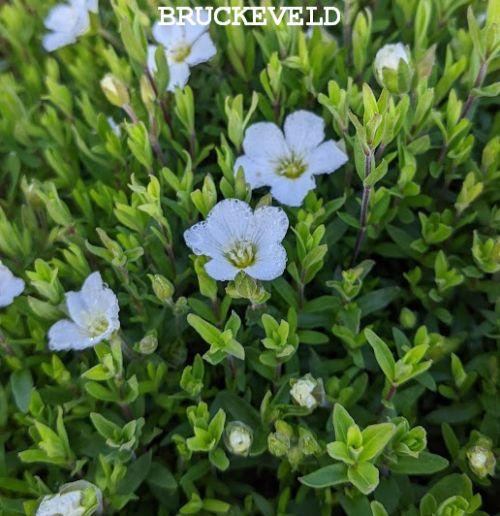 Arenaria montana