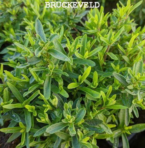 Arenaria montana