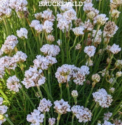 Armeria maritima 'Alba'