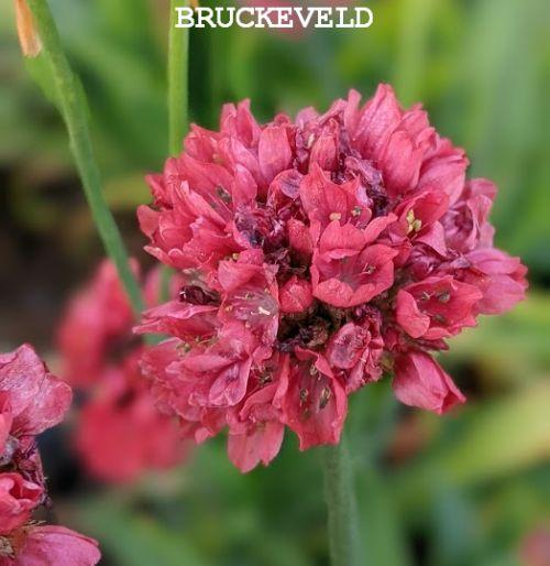 Armeria pseudoarmeria 'Ballerina Red'