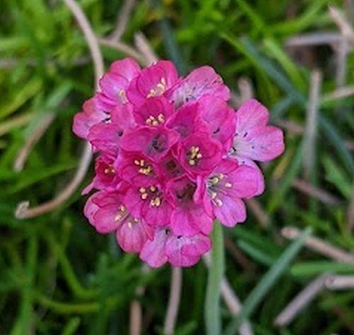 Armeria maritima 'Splendens'