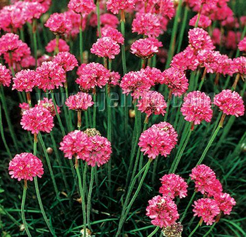 Armeria maritima 'Splendens'