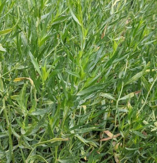 Artemisia dracunculus Franse dragon/estragon