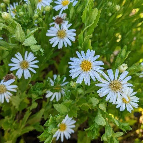 Aster ageratoides 'Ashvi'