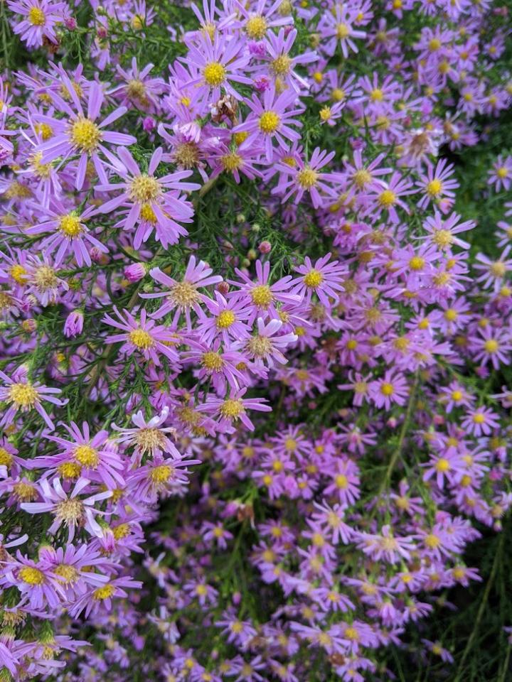 Aster lateriflorus 'Coombe Fishhacre'