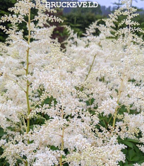 Astilbe Jap. 'Deutschland'