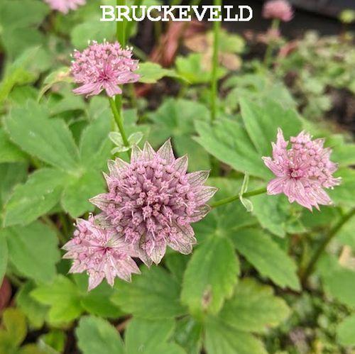 Astrantia major 'Roma'®