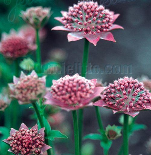 Astrantia maxima