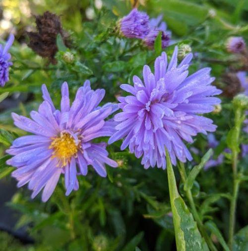 Aster n-b. 'Marie Ballard'
