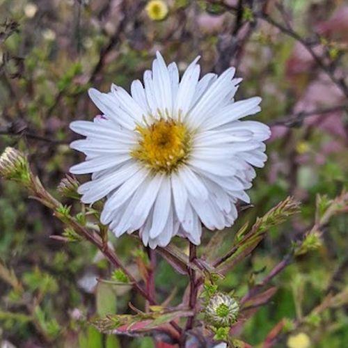 Aster n-b. 'White Ladies'