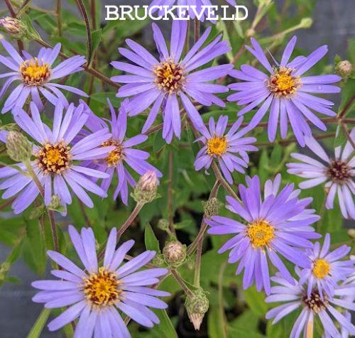 Aster macrophyllus 'Twilight'