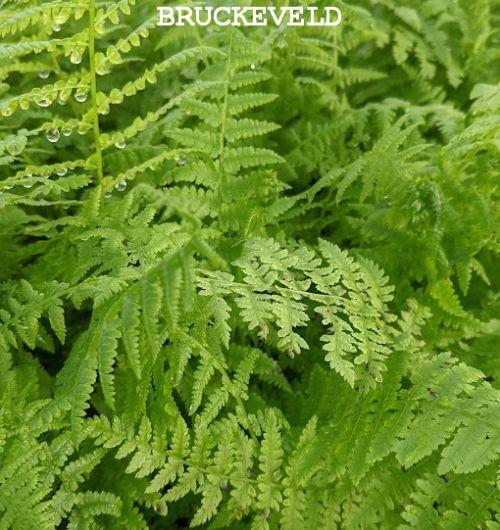 Athyrium filix-femina