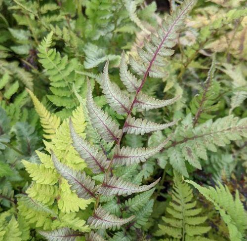 Athyrium niponicum var.pictum (Metallicum)