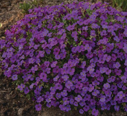 Aubrieta 'Hamburger Stadtpark'
