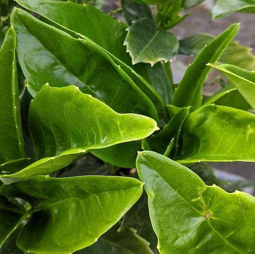 Aucuba japonica 'Rozannie'