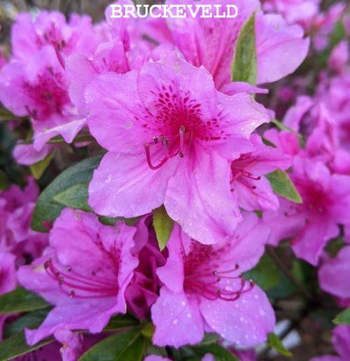 Azalea japonica  'Amoena'
