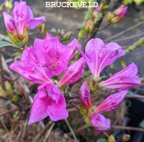 Azalea japonica  'Blaue Donau'