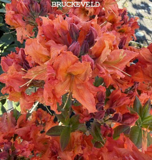 Azalea Knaphill  'Gibraltar'