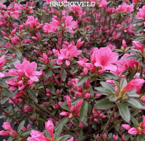 Azalea japonica  'Madame Van Hecke '