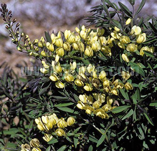 Baptisia bracteata
