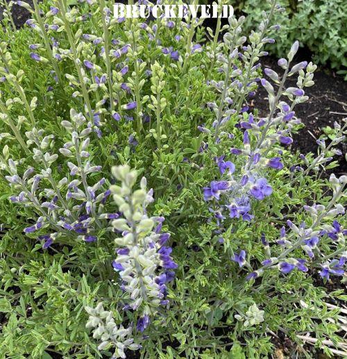 Baptisia australis 'Minor'