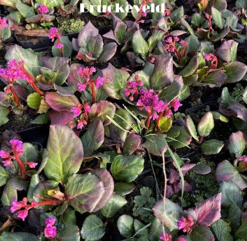 Bergenia 'Abendglut'