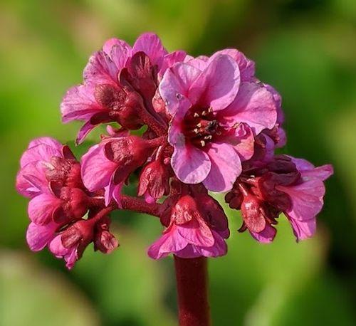 Bergenia cordifolia 'Rotblum'