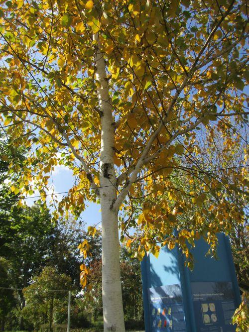 Betula utilis 'Doorenbos' (jacquemontii)