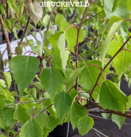 Betula utilis