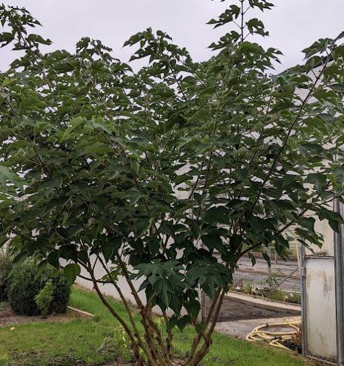 Broussonetia papyrifera