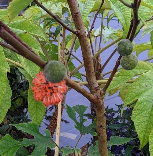 Broussonetia papyrifera